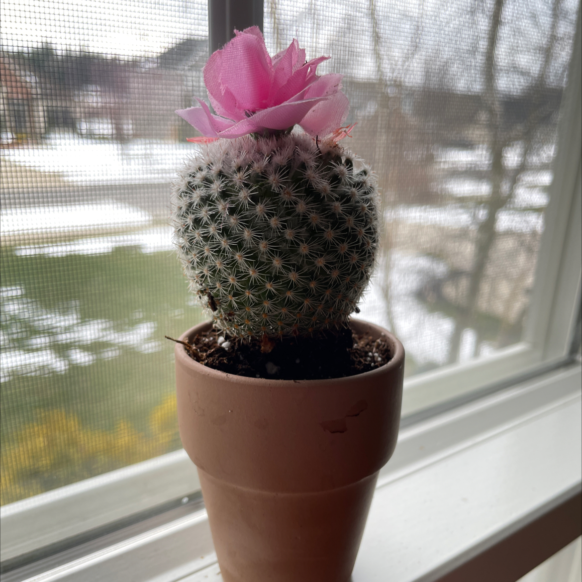A healthy Lace Hedgehog Cactus in a pot with a large pink flower blooming on top, positioned on a bright windowsill.