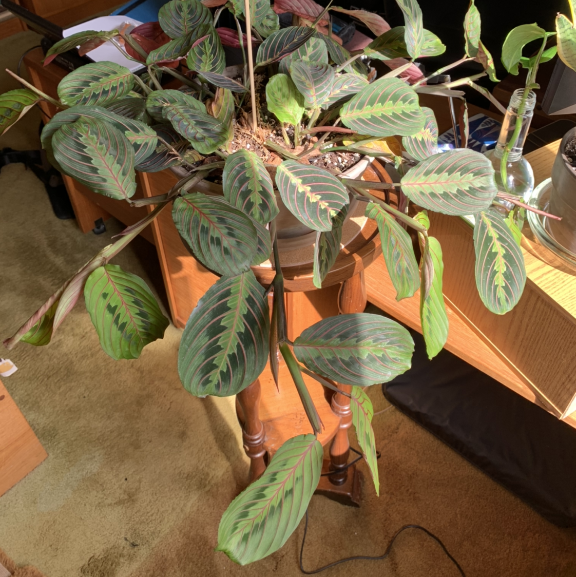 Healthy Green Prayer Plant with large, vibrant green and dark green patterned leaves in a plastic nursery pot.