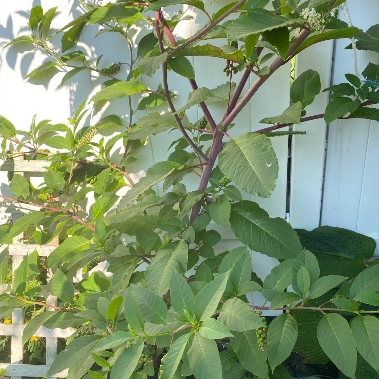 American Pokeweed plant with broad green leaves and reddish-purple stem, appears healthy.