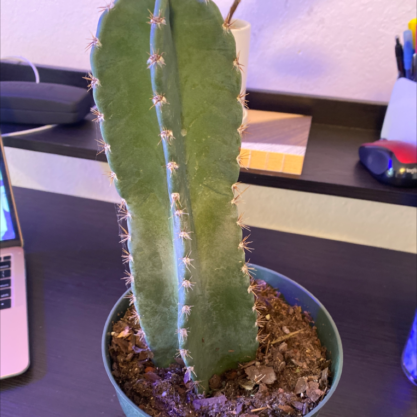 Pleated Cereus cactus in a pot with visible soil, well-framed and in focus.