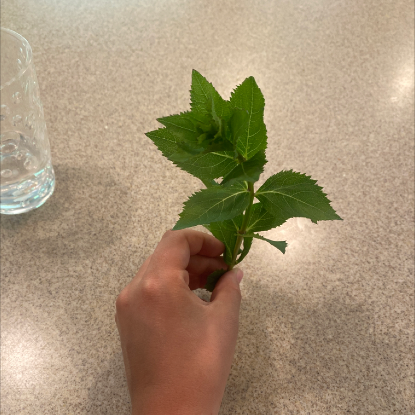 A hand holding a stem of a Balloon-Flower plant with green leaves.