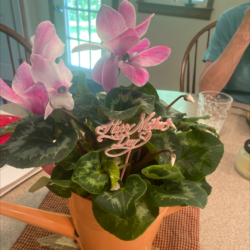 Persian Cyclamen with large pink and white flowers and healthy green leaves, potted on a table.