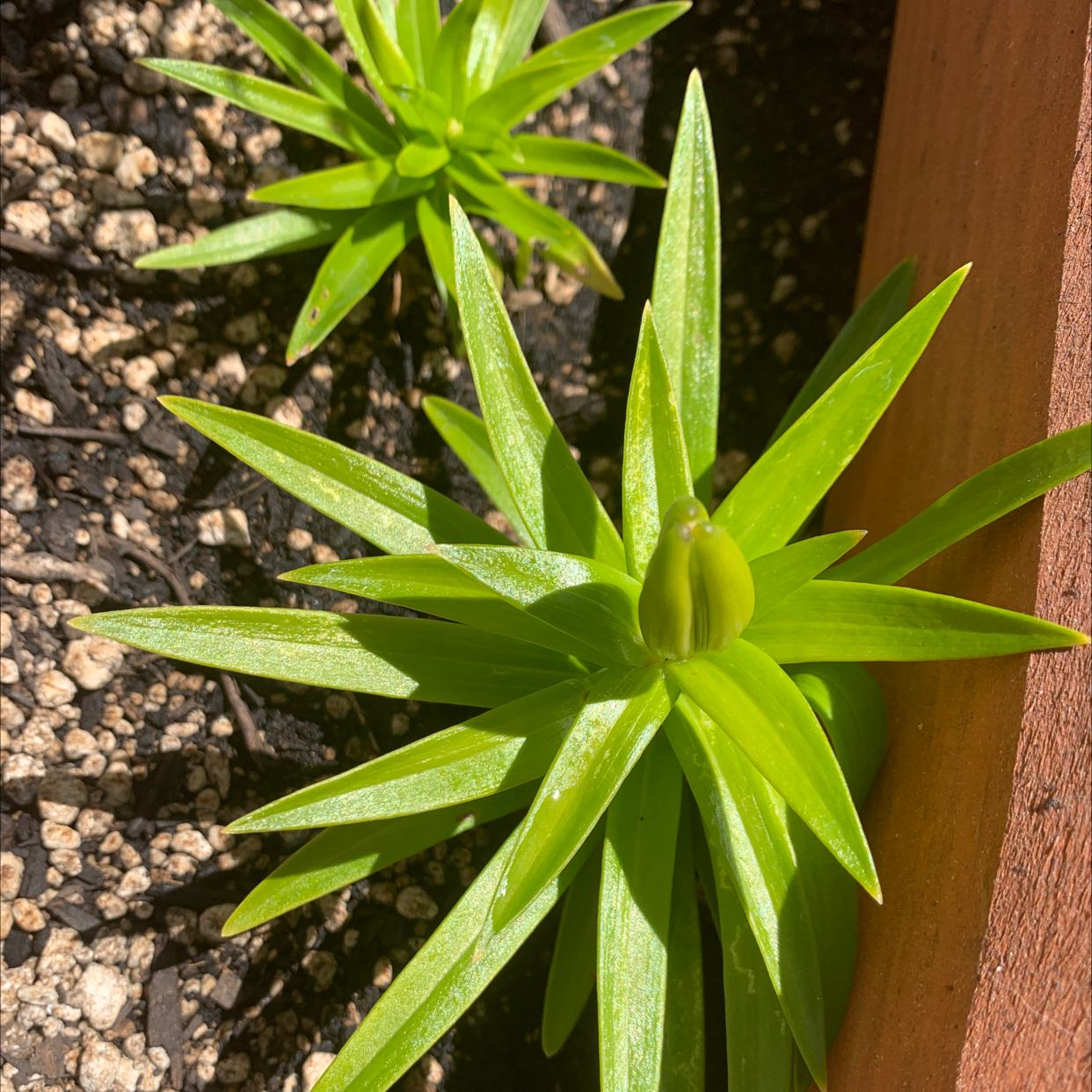 Photo of the plant species Kamchatka Fritillary by @Gage named Dax on Greg, the plant care app