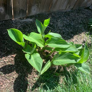 Edible Canna plant photo by @Gage named Big leaf on Greg, the plant care app.