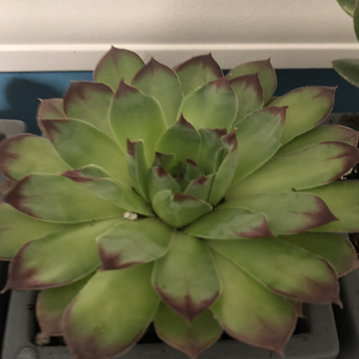 Hens and Chicks plant photo by @Phemma101 named Charlotte on Greg, the plant care app.