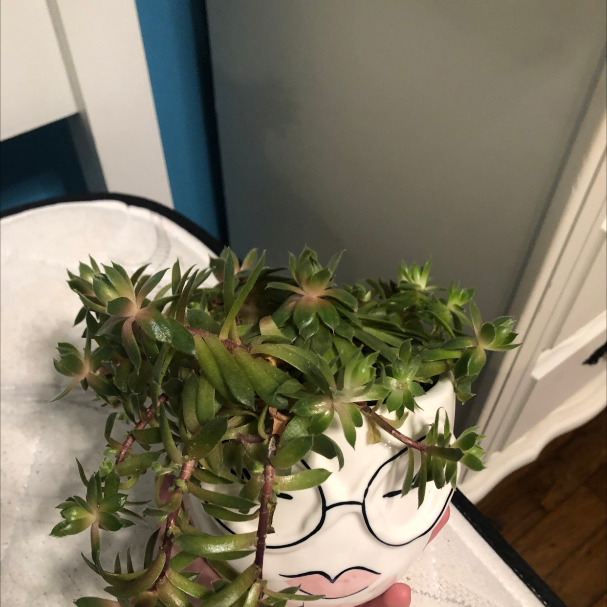 Hens and Chicks plant photo by @Phemma101 named Sproutacus on Greg, the plant care app.