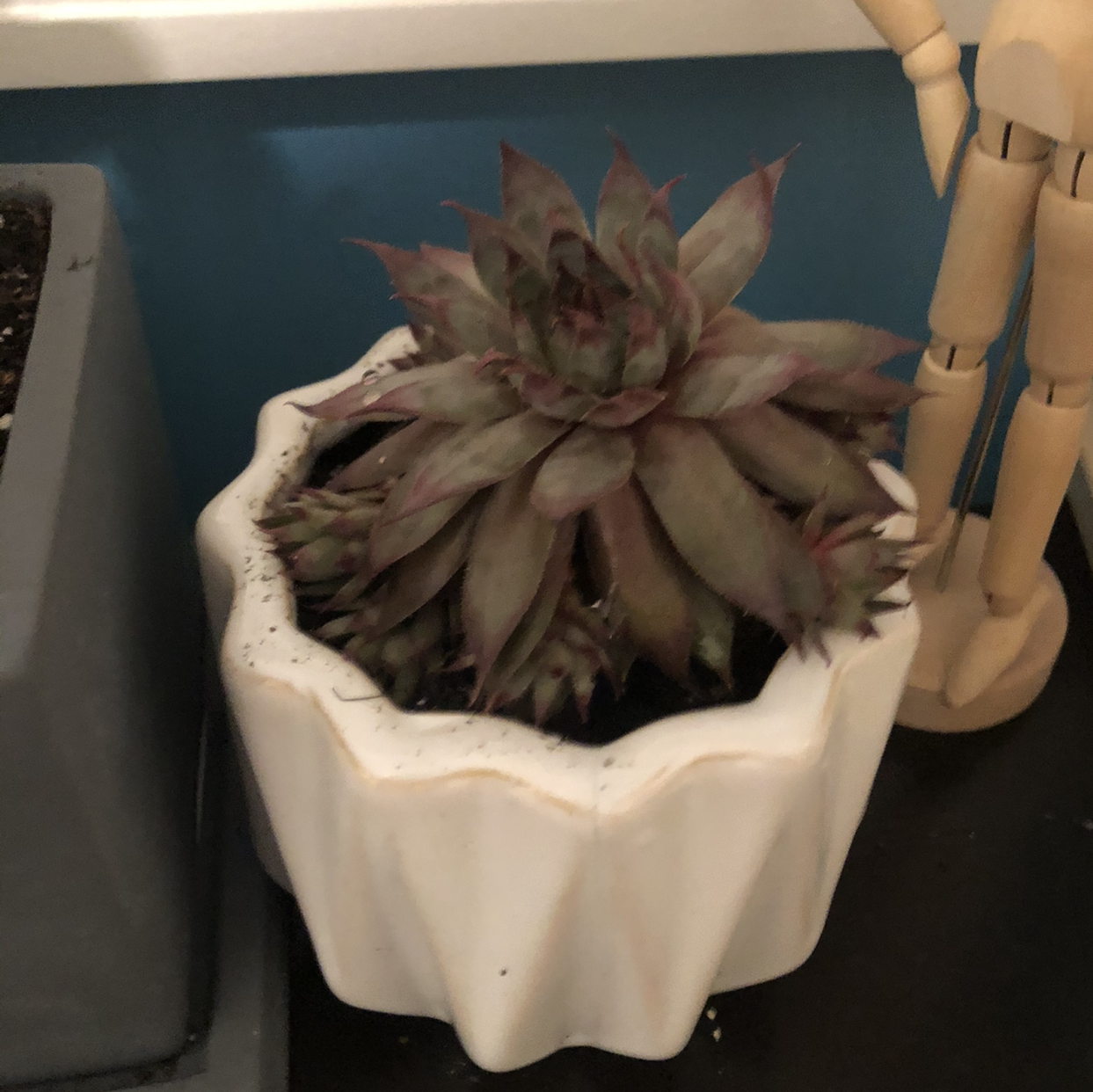 Hens and Chicks plant photo by @Phemma101 named Richard on Greg, the plant care app.