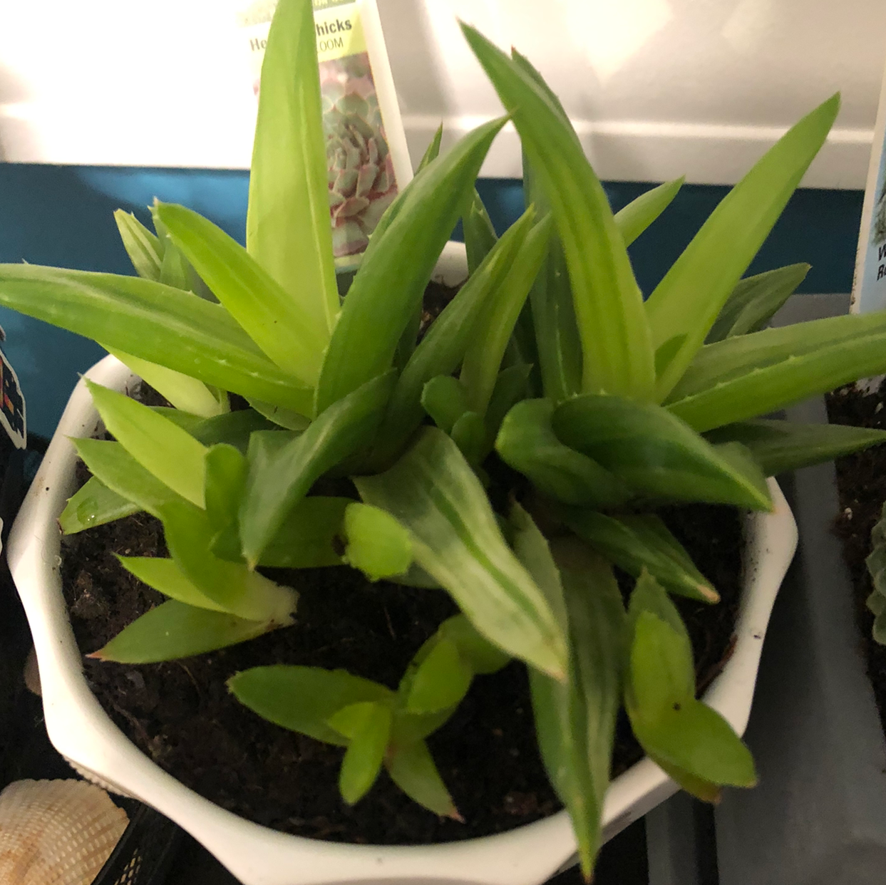 Hens and Chicks plant photo by @Phemma101 named Taqeto on Greg, the plant care app.