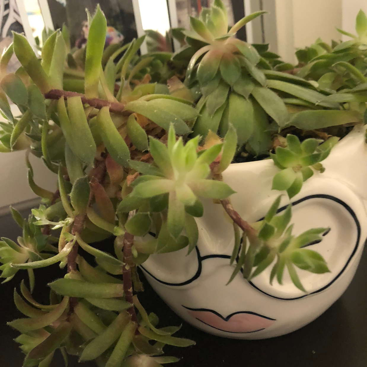 Hens and Chicks plant photo by @Phemma101 named Sprotacas on Greg, the plant care app.