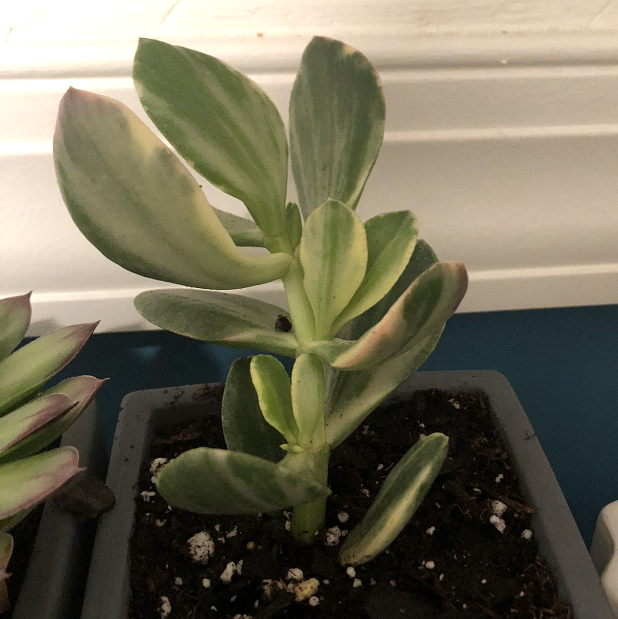Hens and Chicks plant photo by @Phemma101 named Gillyweed on Greg, the plant care app.