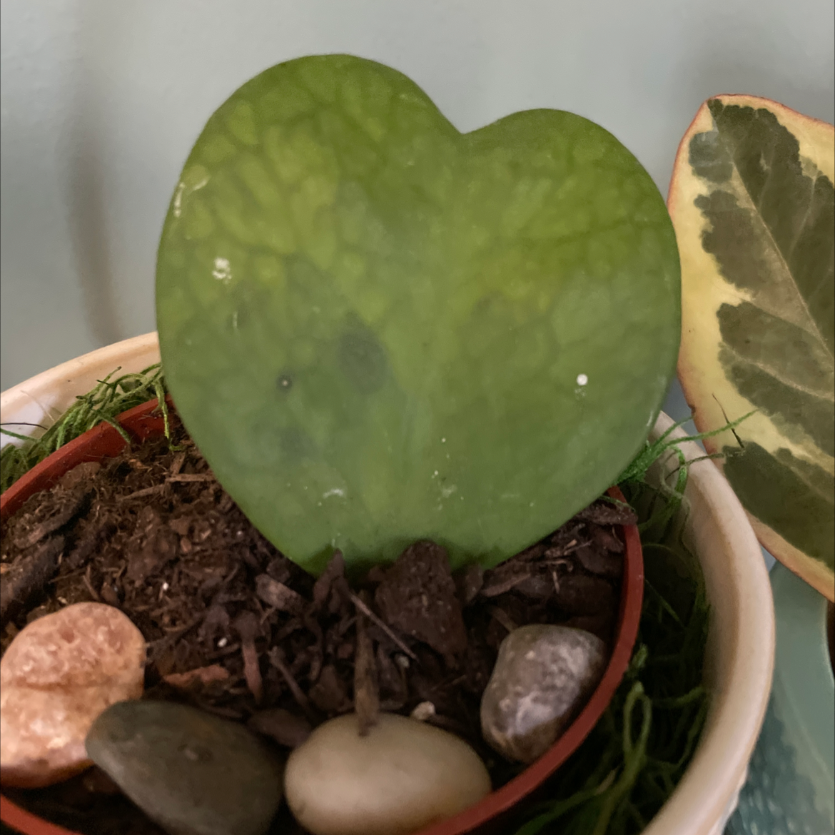 Sweetheart Hoya plant with a heart-shaped leaf in a pot with visible soil and decorative stones.