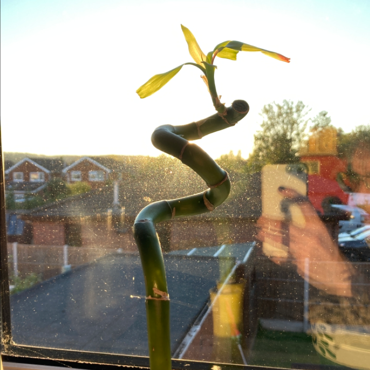 Lucky Bamboo plant photo by @l0serk1d named Aria on Greg, the plant care app.