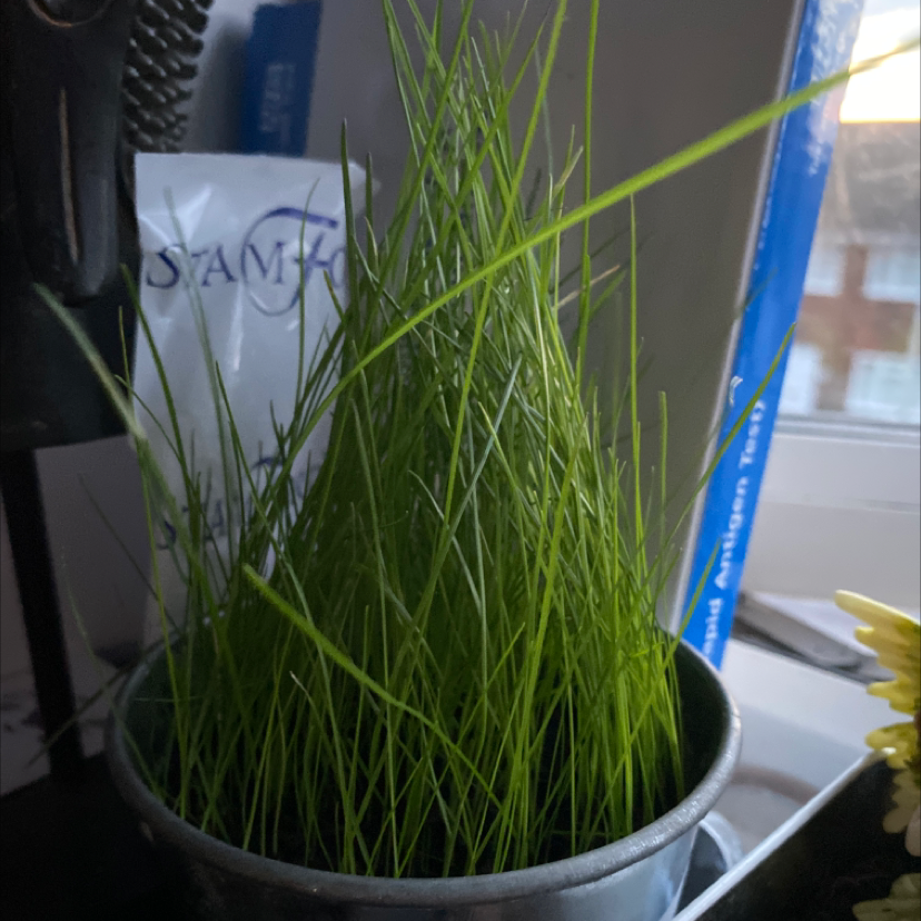 Healthy Orchard Grass plant in a pot with green leaves.