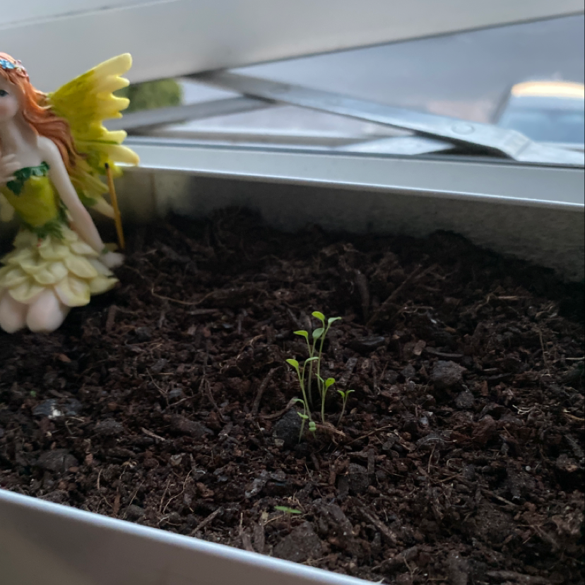 Small Garden Rocket plant in a container with visible soil and a decorative figurine.
