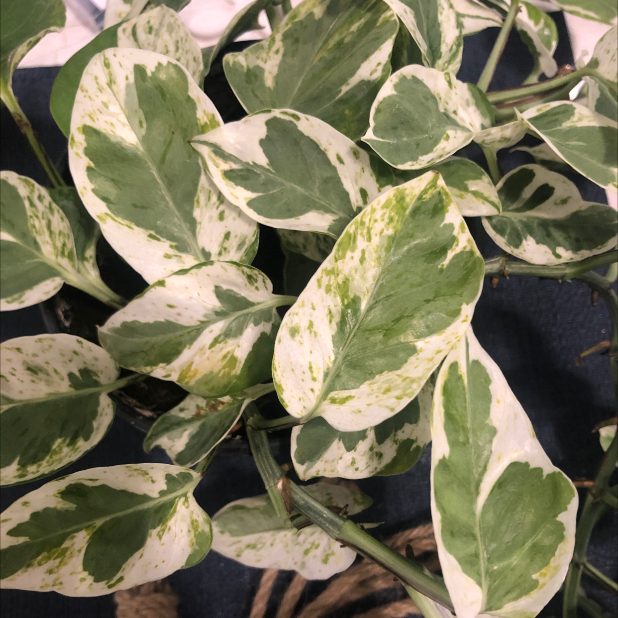 Pearls and Jade Pothos plant with variegated green and white leaves, some yellowing visible.