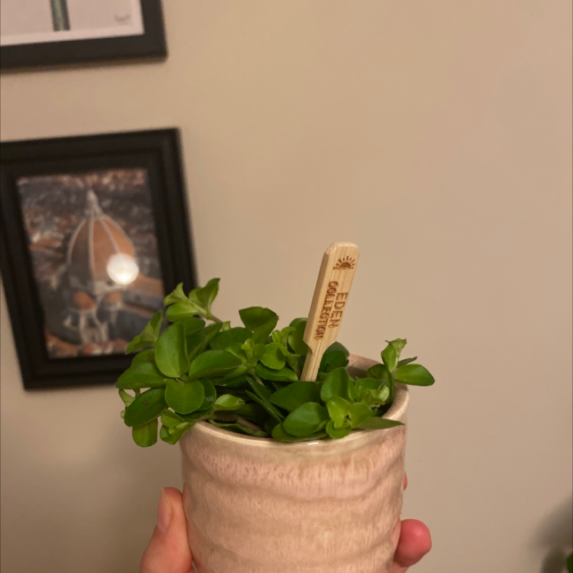 Trailing Jade plant in a pot held by a hand, with a plant label visible.