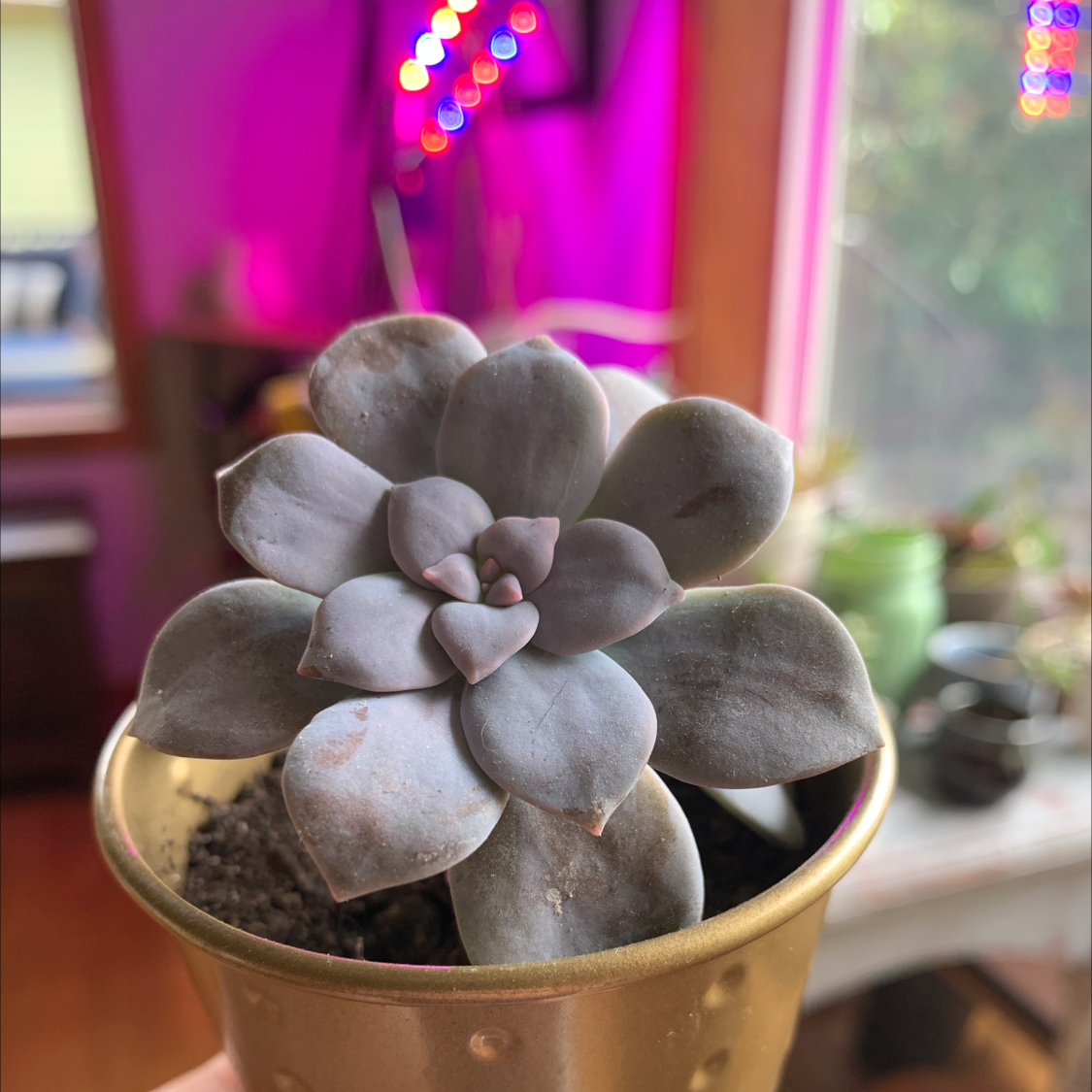 Five Stamen Graptopetalum succulent in a small pot, held by a hand.