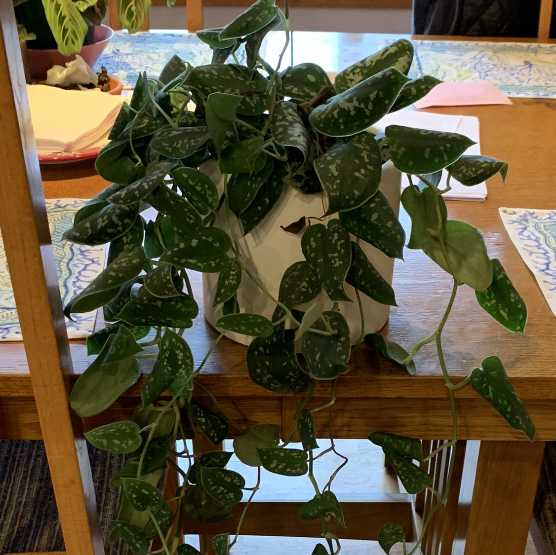 Satin Pothos plant photo by @milesfinch named Jeremy on Greg, the plant care app.