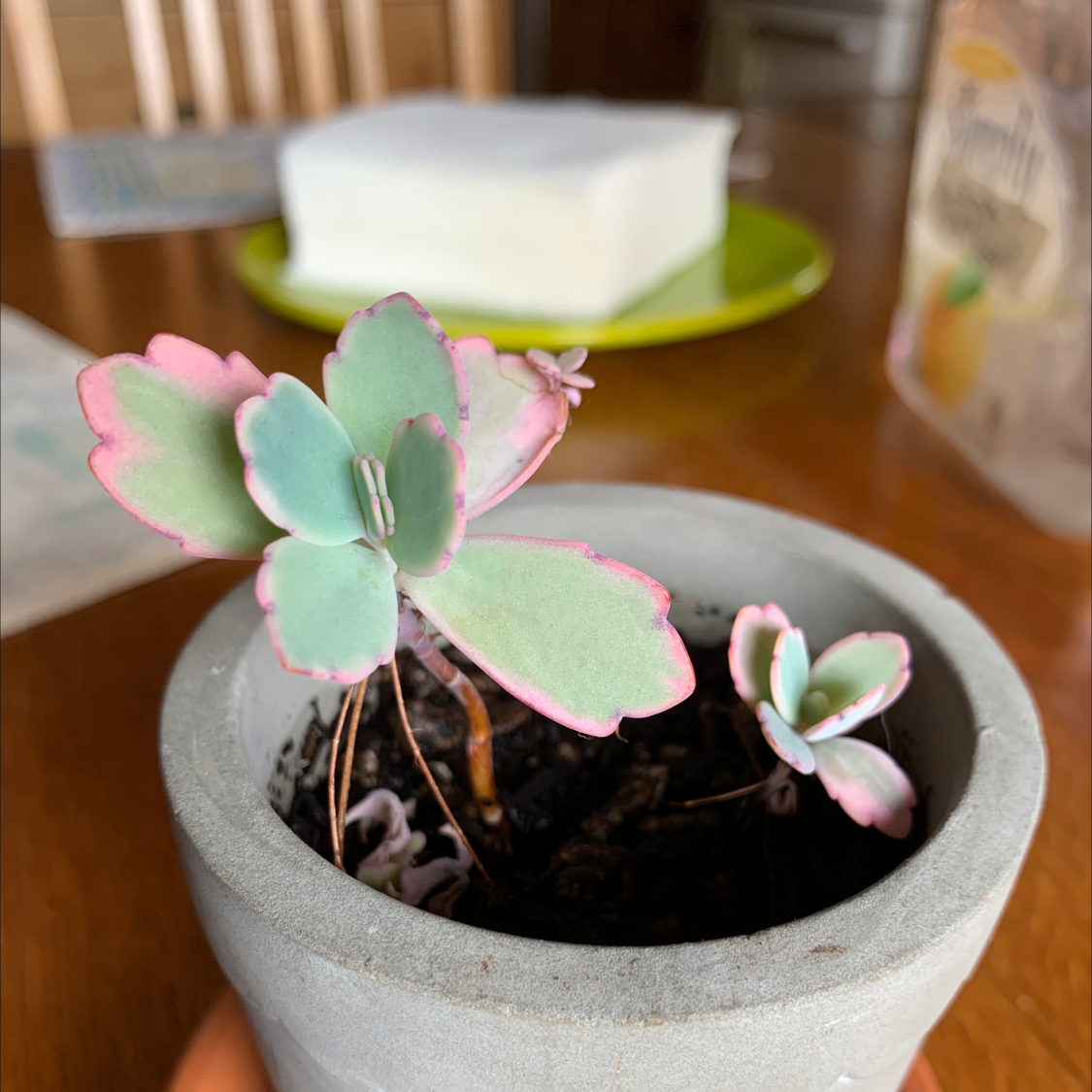 Photo of the plant species Lavender Scallops by @milesfinch named Lavendar on Greg, the plant care app