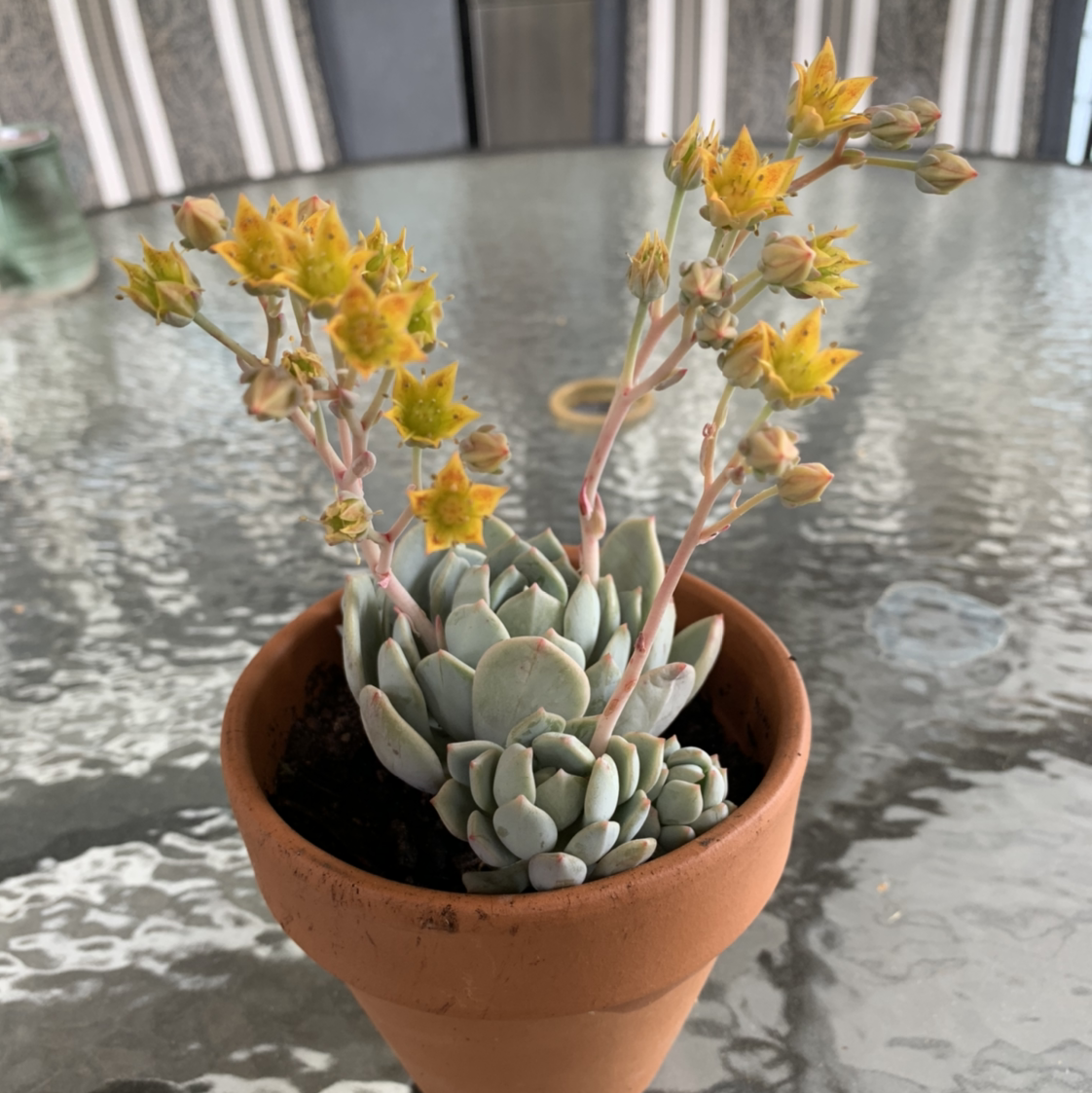 Blue Echeveria plant photo by @milesfinch named Aristotle on Greg, the plant care app.