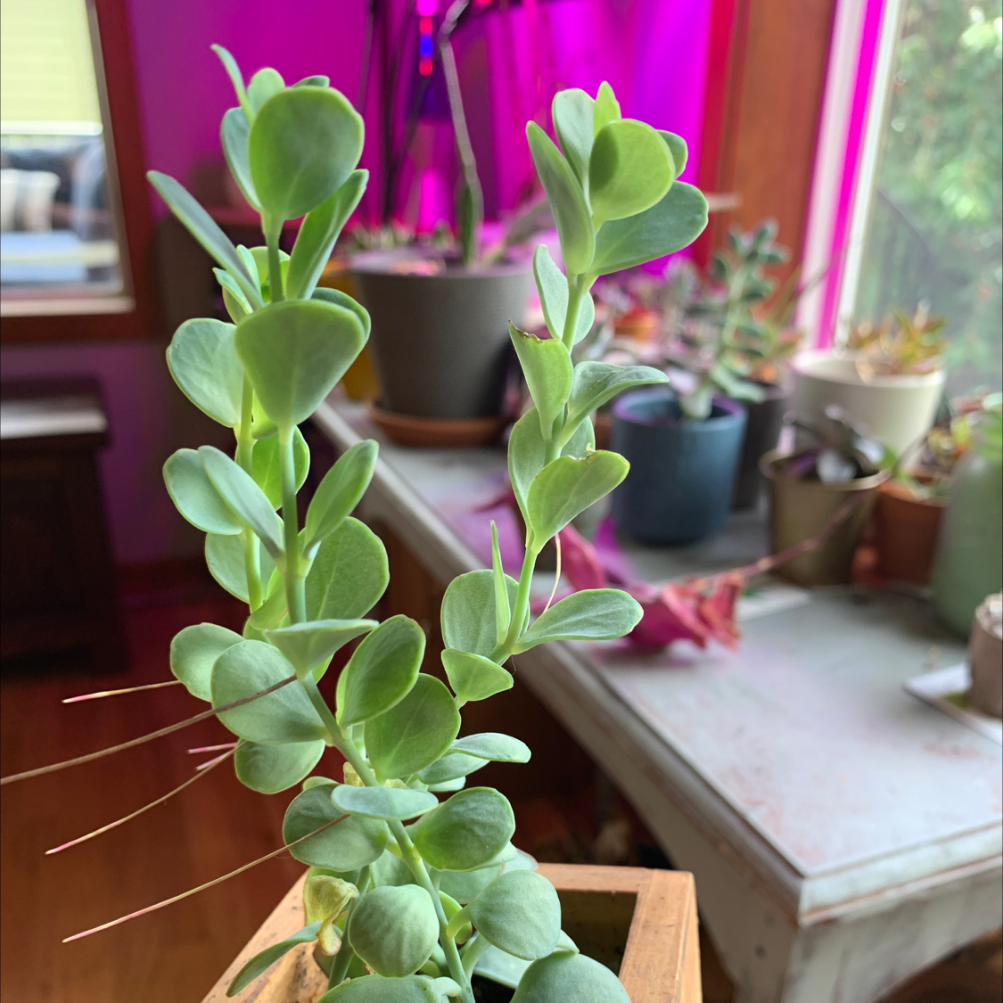 Healthy Marnier's Kalanchoe plant with thick, succulent leaves in an indoor setting.