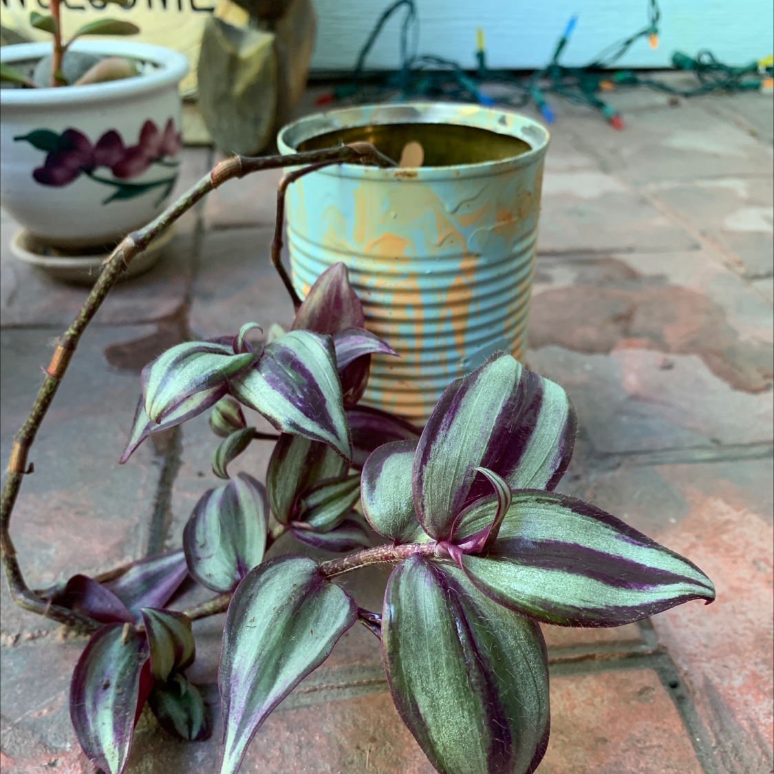 Spiderwort plant photo by @milesfinch named Whisper on Greg, the plant care app.