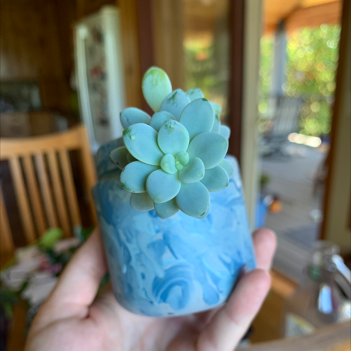 Photo of the plant species Sedum clavatum by @milesfinch named Odwalla on Greg, the plant care app