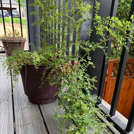 Photo of the plant species Vaccinium Ovatum by @milesfinch named Huckle on Greg, the plant care app