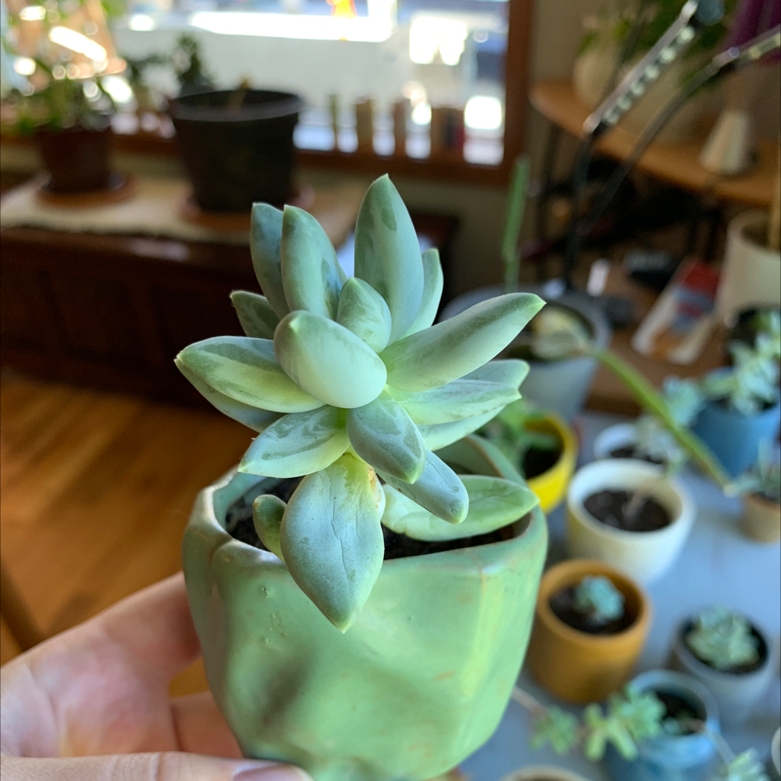 Photo of the plant species Pachyphytum 'Moon Silver' by @milesfinch named Silver on Greg, the plant care app