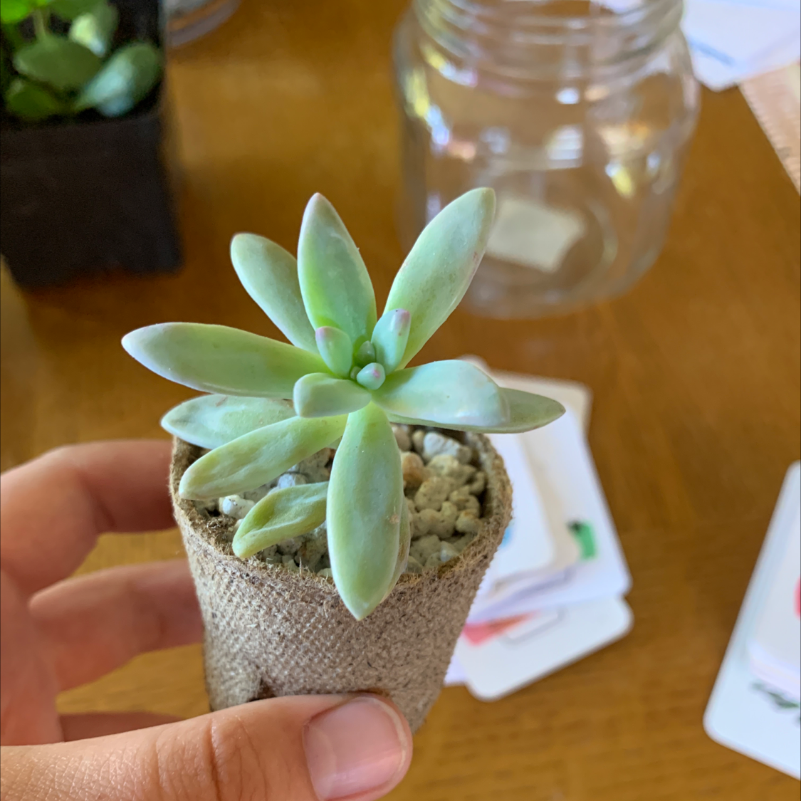 Photo of the plant species Graptosedum 'Francesco Baldi' by @milesfinch named Darley on Greg, the plant care app