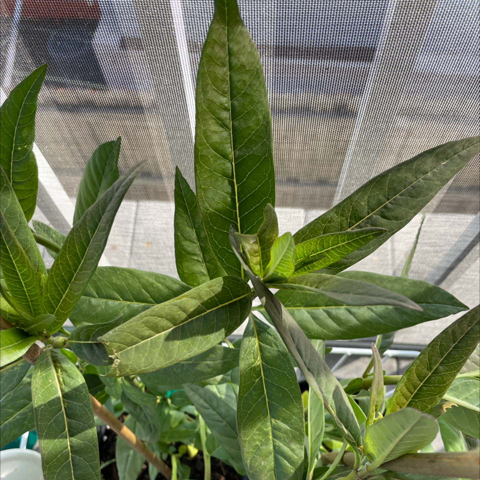 Tropical Milkweed plant with healthy green leaves, well-framed and in focus.
