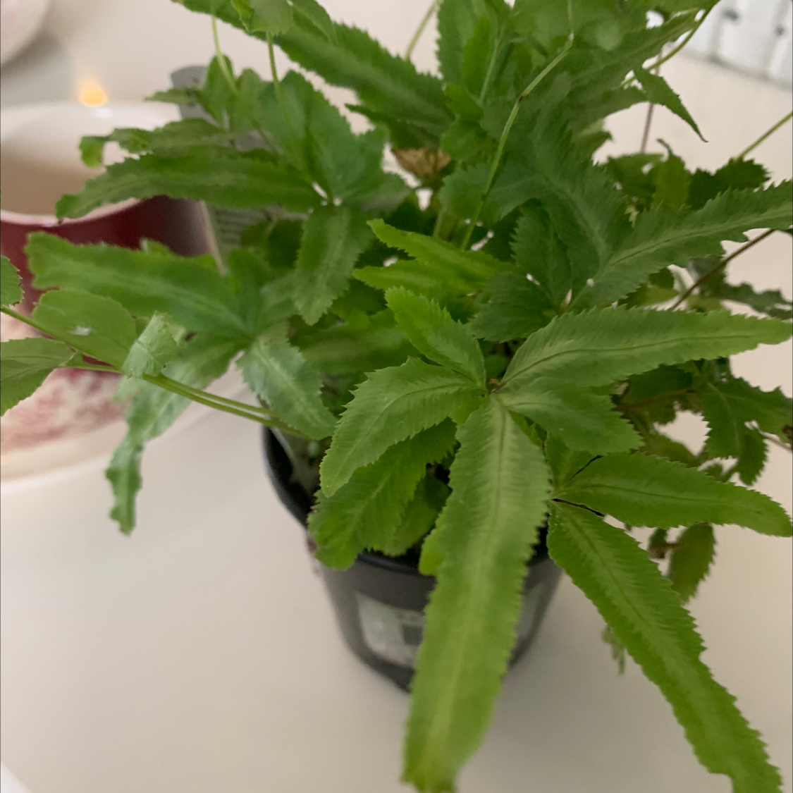 Potted Cretan Brake plant with healthy green fern-like leaves.