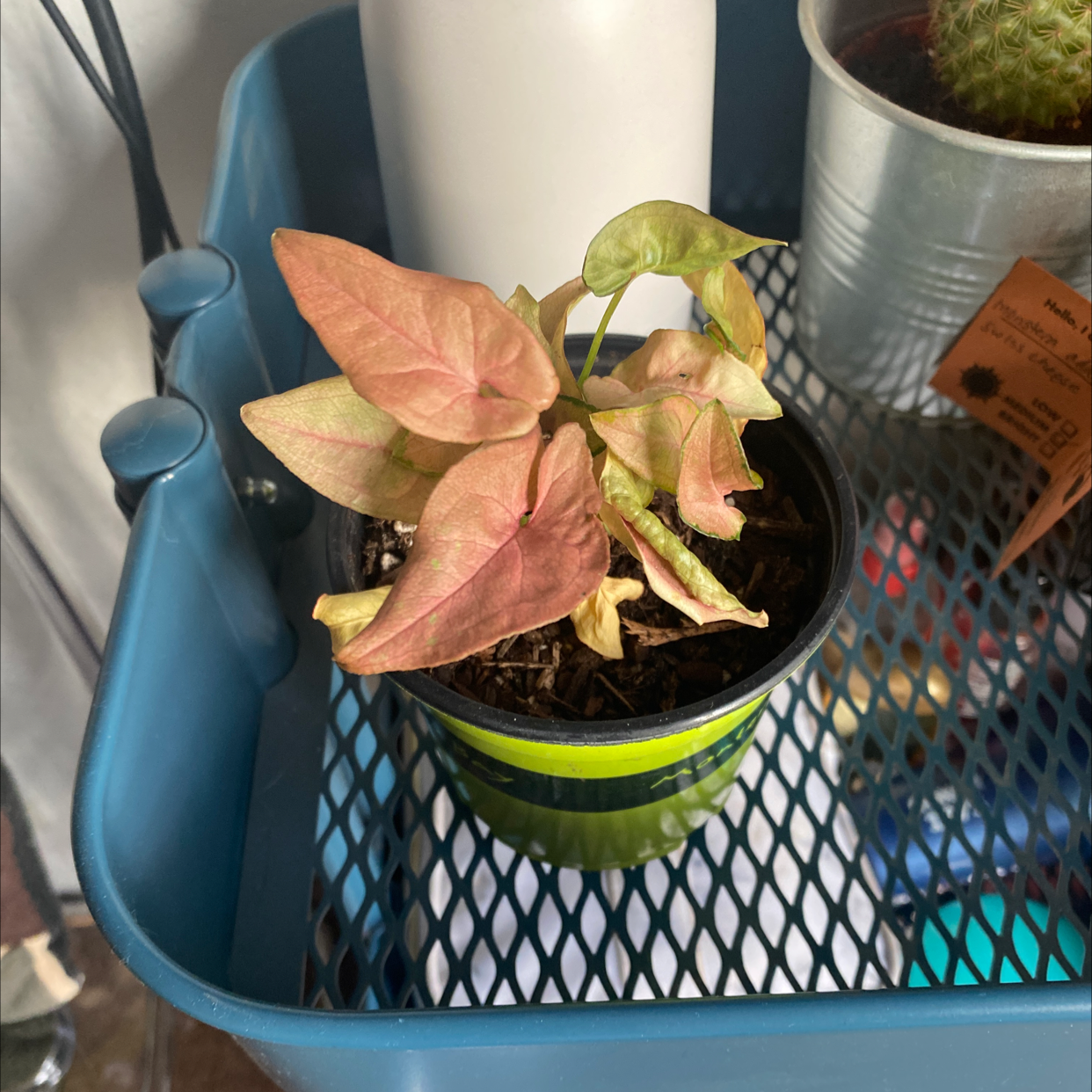 Pink Syngonium plant in a small pot with some yellowing and browning leaves on a blue metal shelf.