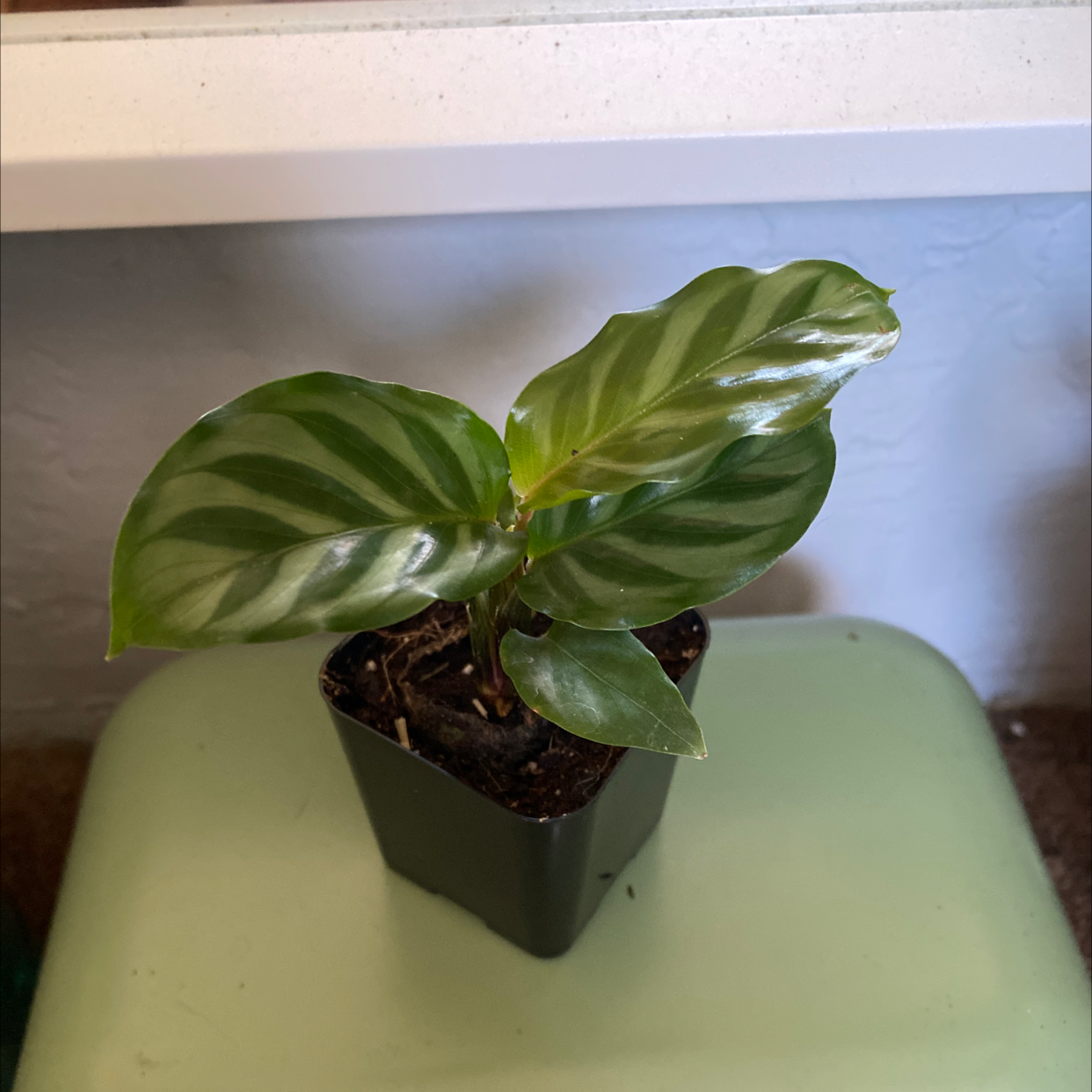 Calathea 'Freddie' plant in a black pot with healthy striped leaves.