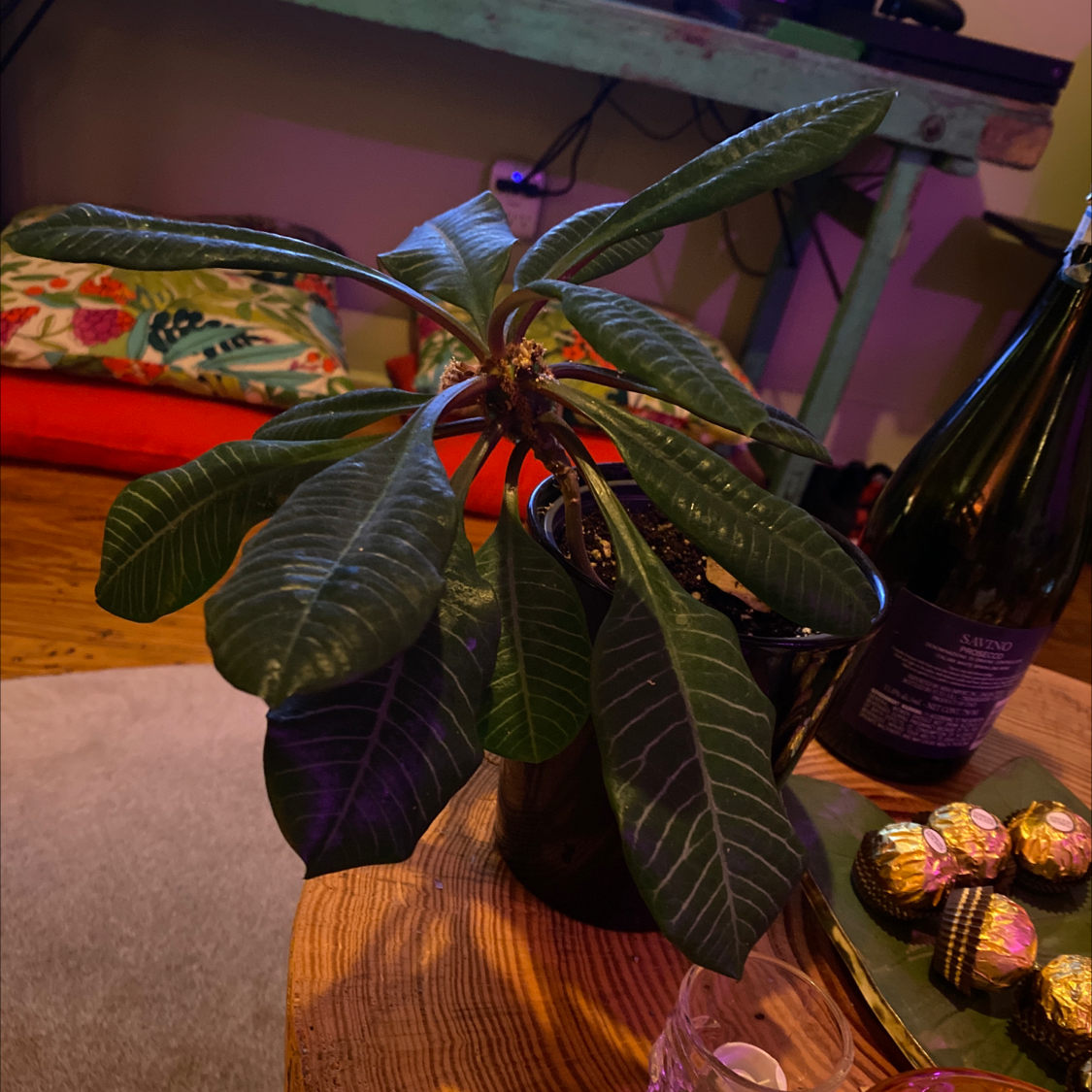 Madagascar Jewel plant in a pot with broad, dark green leaves, placed on a wooden surface indoors.