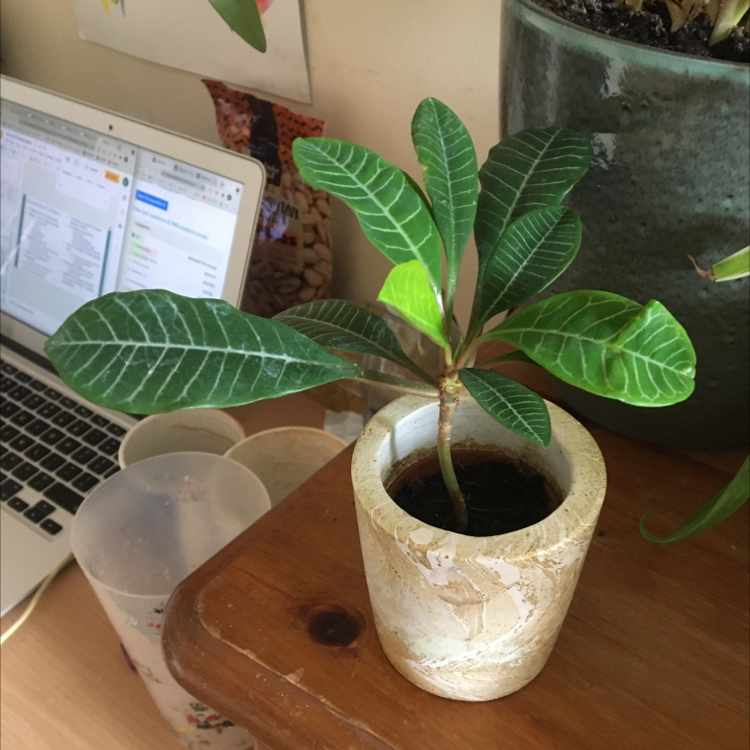 Madagascar Jewel plant in a small pot on a wooden surface with a laptop in the background.
