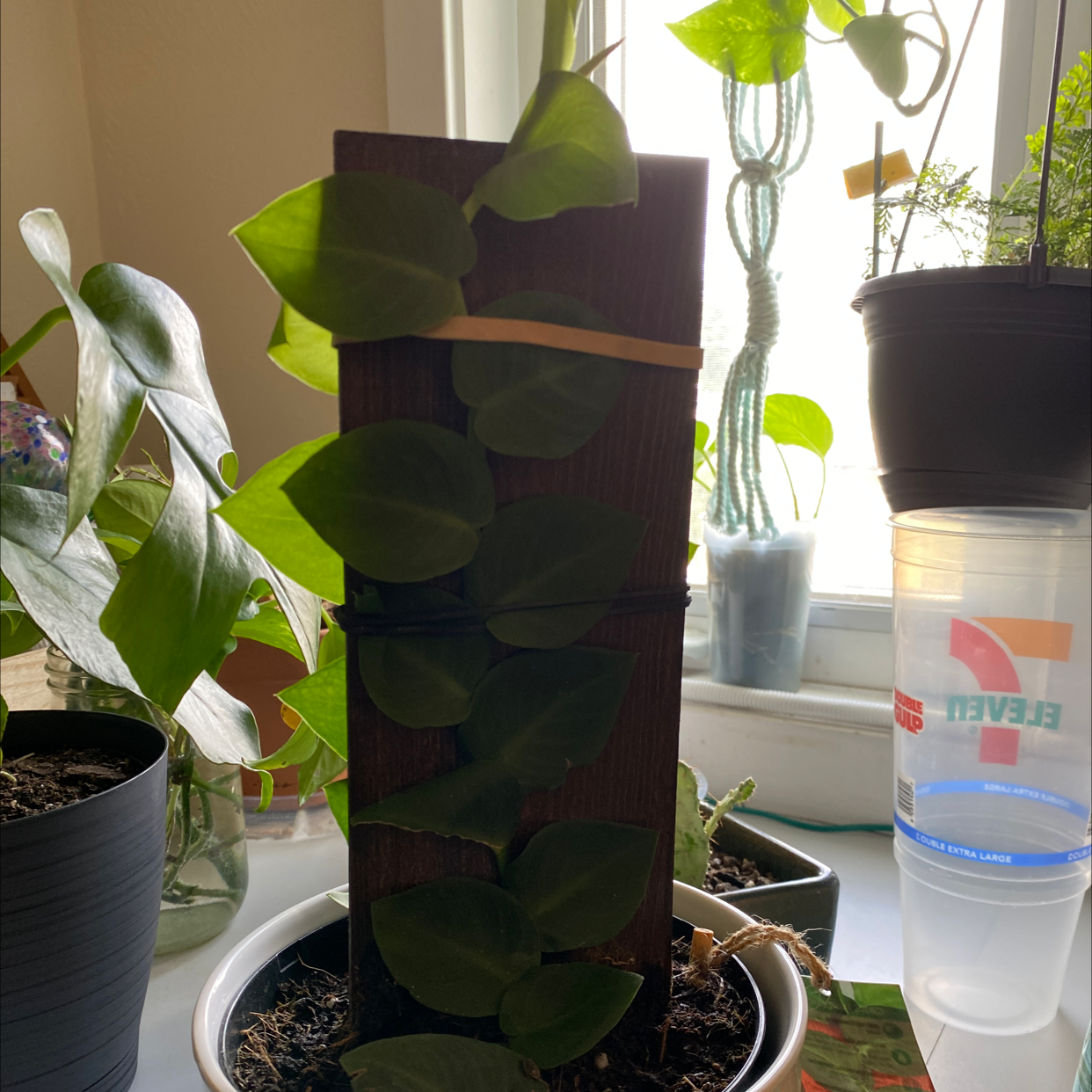Rhaphidophora hayi plant climbing a wooden plank, with healthy green leaves, indoors near a window.