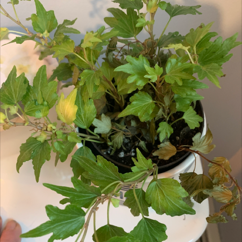 Potted Korean Hibiscus plant with some yellowing and browning leaves.