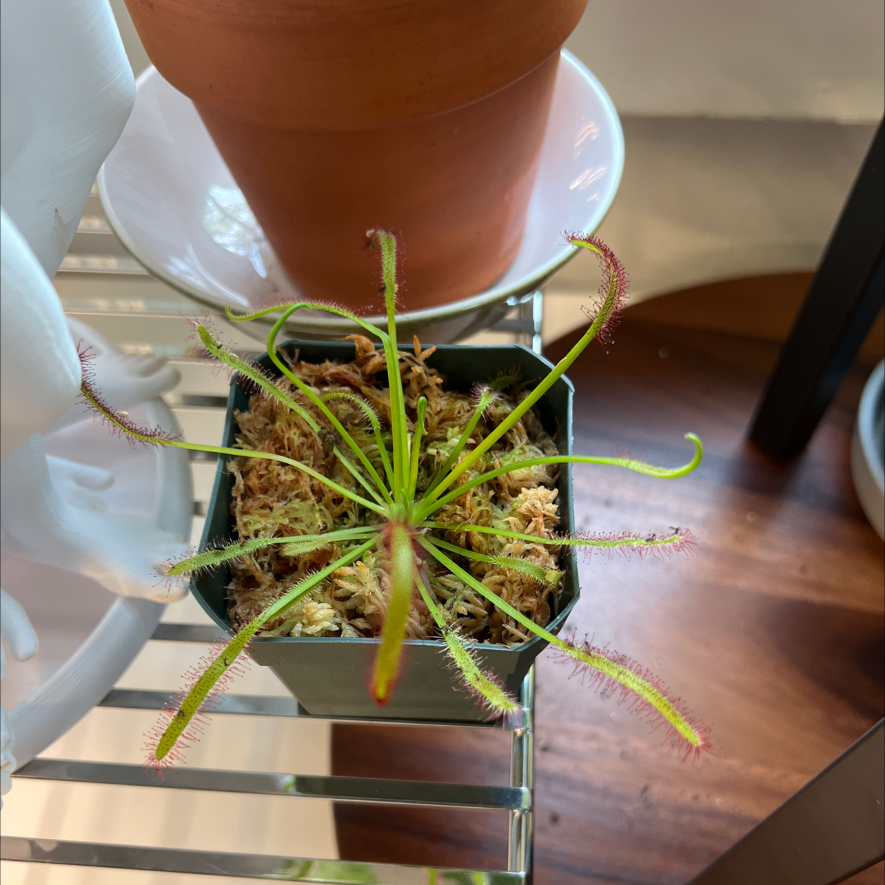 Cape Sundew plant in a small pot on a metal rack, with visible soil and healthy green leaves.