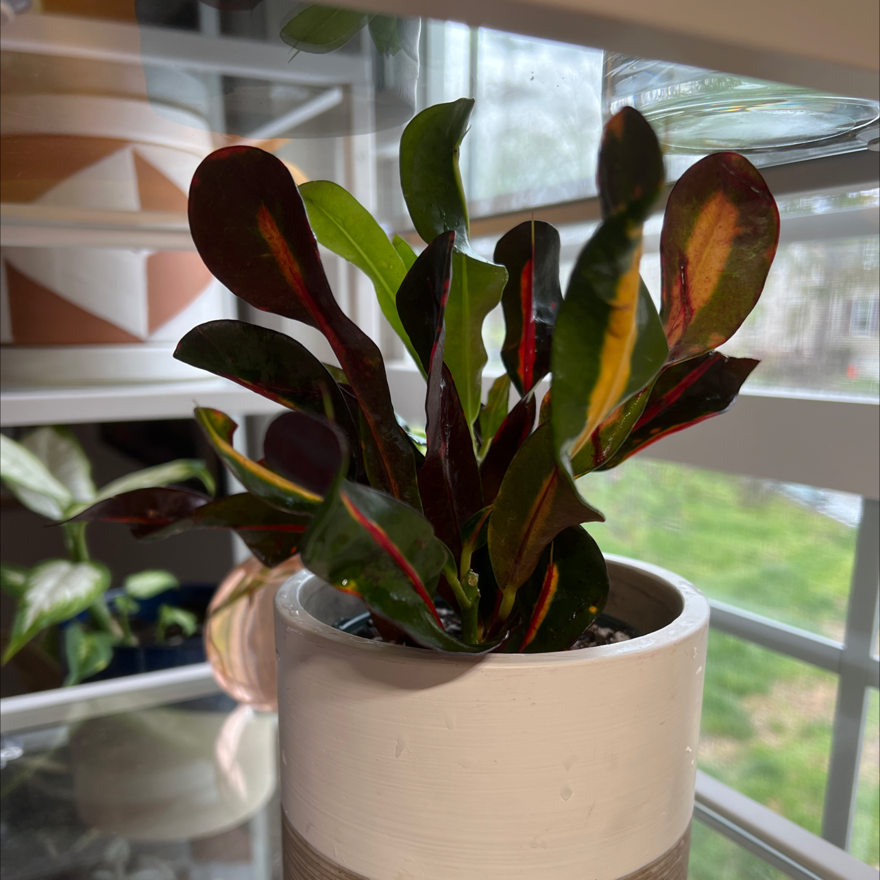 Croton Mammy plant in a white pot with vibrant green, red, and yellow leaves.