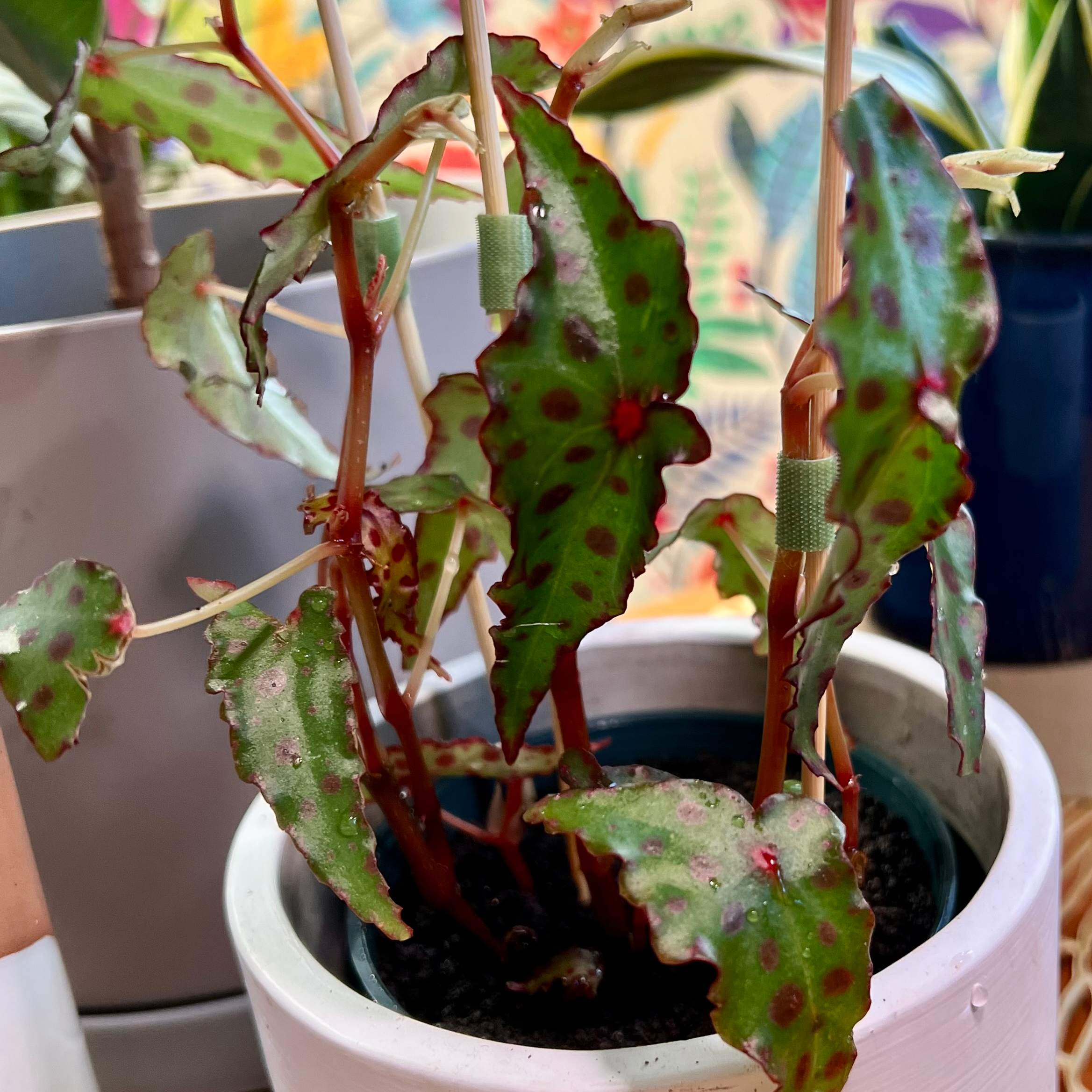 Begonia amphioxus plant with spotted leaves in a pot, showing some browning.