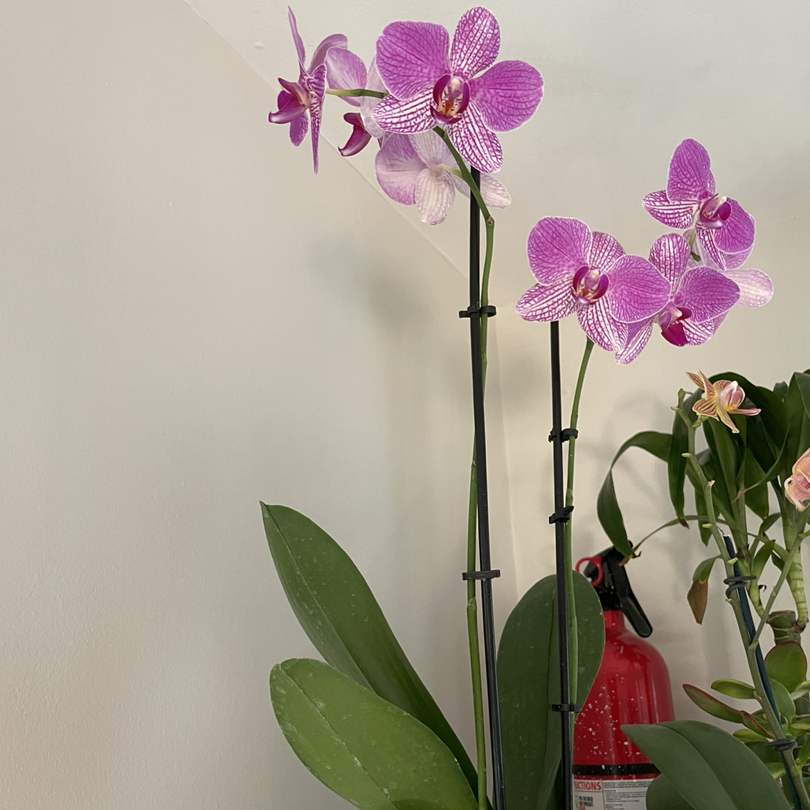 Phalaenopsis Orchid plant photo by @noneofyrbeesmax named Beauty on Greg, the plant care app.