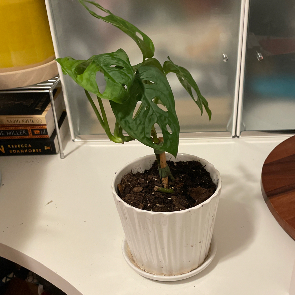 Window Leaf plant photo by @noneofyrbeesmax named Baby Swiss on Greg, the plant care app.