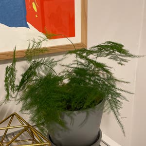 Asparagus Fern plant photo by Catertots named Fluffy on Greg, the plant care app.