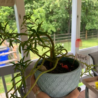 Pincushion Peperomia plant in Smyrna, Delaware