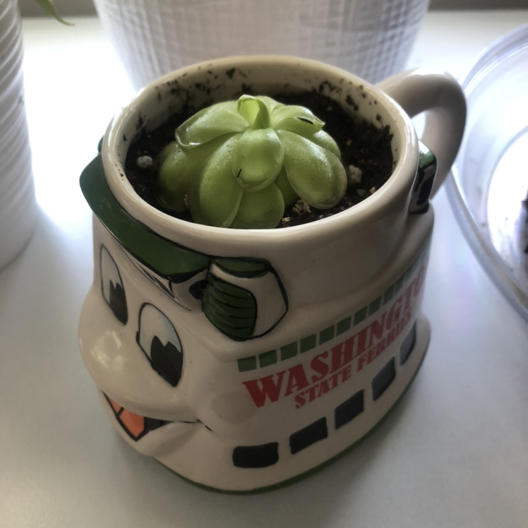 Photo of the plant species pinguicula laueana 'Red' by @ClaireSunshine named Bo on Greg, the plant care app