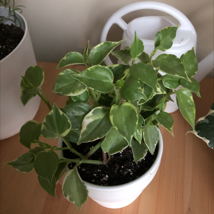 Photo of the plant species Vining Peperomia by @ClaireSunshine named Matilda on Greg, the plant care app
