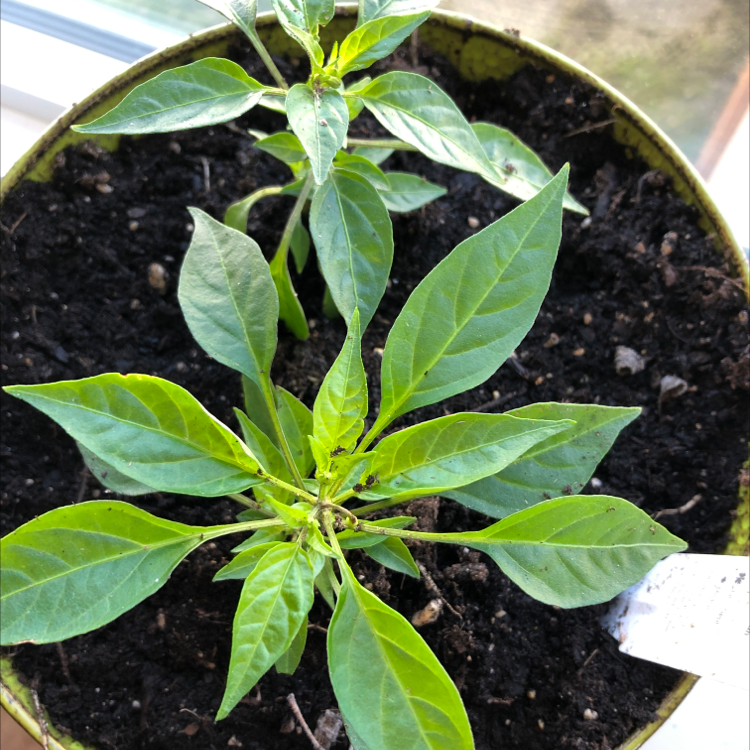 Potted Ornamental Pepper plant with healthy green leaves.