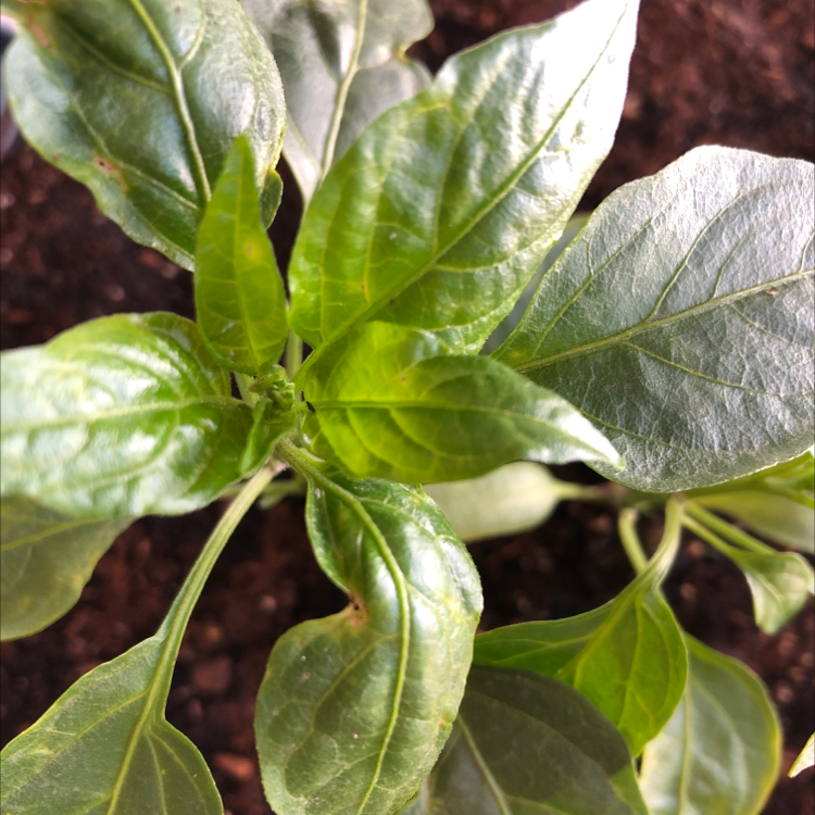 Healthy Jalapeño Pepper plant with green leaves and visible soil.