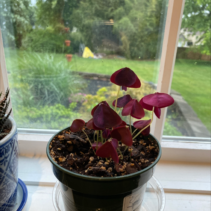 Purple Shamrocks plant photo by Shannon named Oxalis Triangularis on Greg, the plant care app.